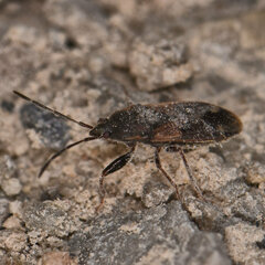 Eremocoris ferus
