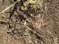 Eragrostis amabilis