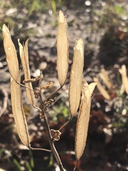 Polanisia dodecandra