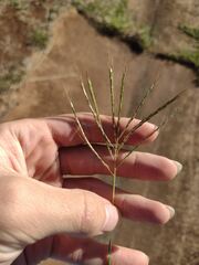 Bothriochloa pertusa