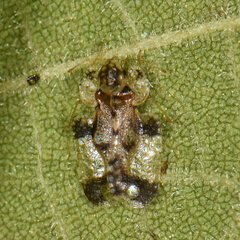 Corythucha juglandis