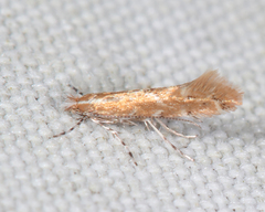 Cremastobombycia solidaginis