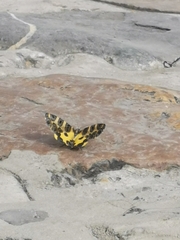 Pantherodes