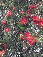 Glossopsitta concinna