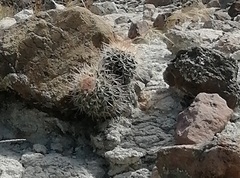 Mammillaria scrippsiana