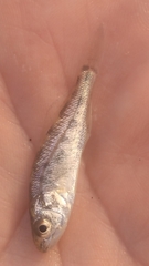 Sciaenidae