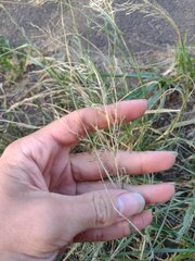 Eragrostis tenuifolia