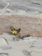 Pantherodes