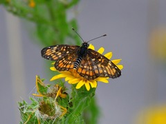 Chlosyne definita