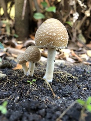 Coprinellus flocculosus