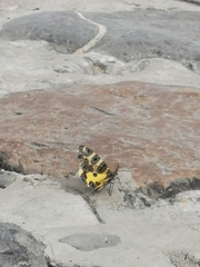 Pantherodes