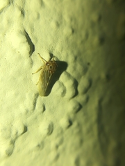 Agalliini
