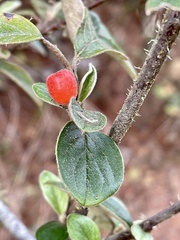 Cotoneaster franchetii