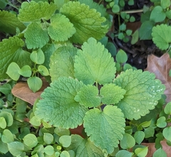Lamium hybridum