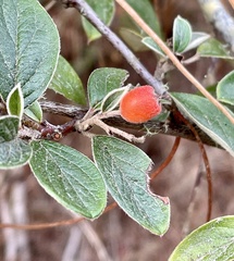 Cotoneaster franchetii
