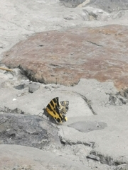 Pantherodes