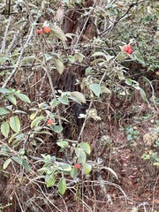 Cotoneaster franchetii