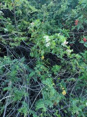 Osteomeles anthyllidifolia