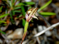 Caladenia atradenia