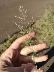 Eragrostis tenuifolia