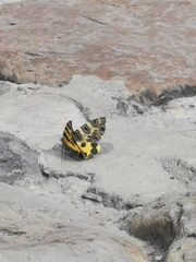 Pantherodes