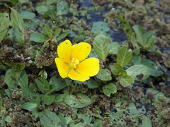 Ludwigia peploides montevidensis