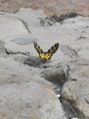 Pantherodes