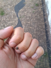 Coccinellinae