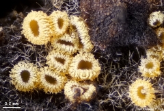 Arachnopeziza trabinelloides