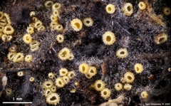 Arachnopeziza trabinelloides