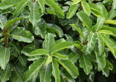 Ehretia anacua