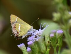 Chlorostrymon simaethis