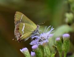 Chlorostrymon simaethis