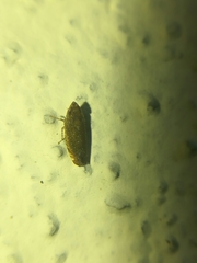 Scaphytopius latus