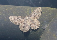 Epimecis