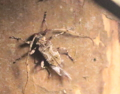 Lagocheirus araneiformis