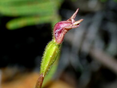 Caladenia atradenia