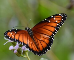 Danaus eresimus