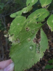 Pachypsylla celtidisasterisca