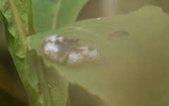 Chiomara georgina