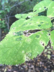 Pachypsylla celtidisasterisca