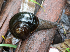 Victaphanta compacta