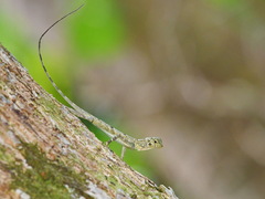 Draconinae