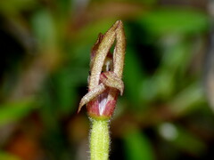 Caladenia atradenia