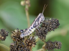 Paraidemona