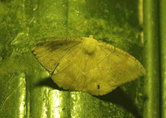 Oxydia trychiata
