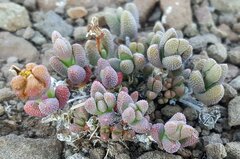 Rhinephyllum graniforme