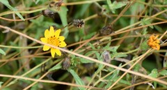 Wedelia hispida