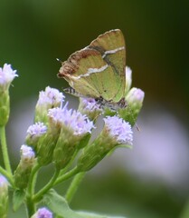 Chlorostrymon simaethis