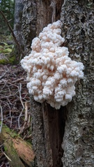 Hericium